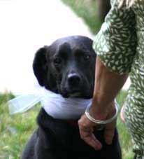 Black dog wearing white bow at wedding ceremony