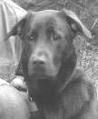 Portrait of Black lab mix that died from rat poison Headshot of Black lab mix
