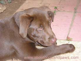 An adorable brown puppy