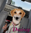 Beagle mix young female dog available at Praying for Paws Adoptable dog at Praying for Paws