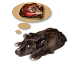 Dog dreaming of turkey Dog dreaming of turkey