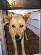 Blonde shepherd mix dog looking through dog door