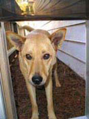 Dog peeking through a dog door Blonde shepherd mix dog looking through dog door