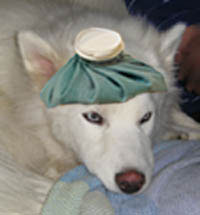 Sick white Husky dog ill from drinking stagnant water Close-up of beautiful white dog looking sick with a blue hot water bottle on his head