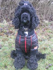 Dog looking straight ahead wearing a black zip up jacket
