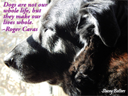 Profile of black lab dog