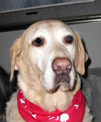 Senior yellow lab