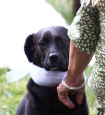 Black dog wearing white bow at wedding ceremony