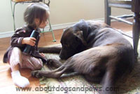 Black lab mix that died from ingesting second hand rat poison Black lab mix playing with little girl