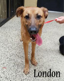 German Shepherd Dog Mix adult female dog available at Praying for Paws Adoptable dog at Praying for Paws