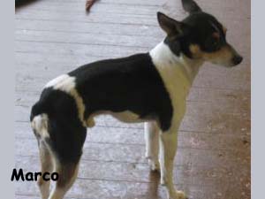 rescue dog