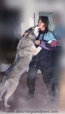 Nushka, wolf dog raised on hind legs kissing Margaret, the author