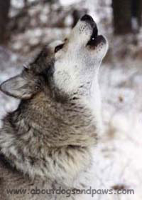 Beautiful wolf dog pointed skyward howling and singing wolf dog