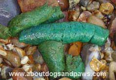 Green stool from dog is indicative of rat poison ingestion Turquoise colored stool from a dog that has ingested rat poison