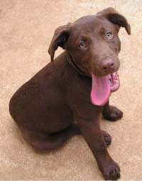 Thirsty chocolate lab puppy