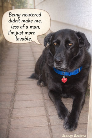 sweet black lab dog wearing blue collar with red heart on it 